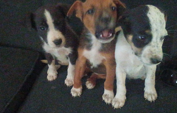 Dogs